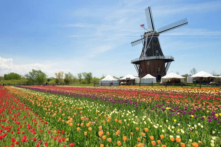 When Is The Tulip Festival In Holland Mi 2024 Star Zahara